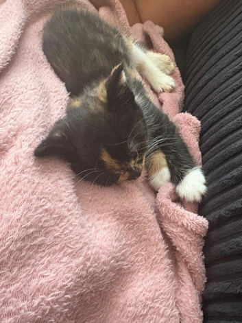 Girl kitten