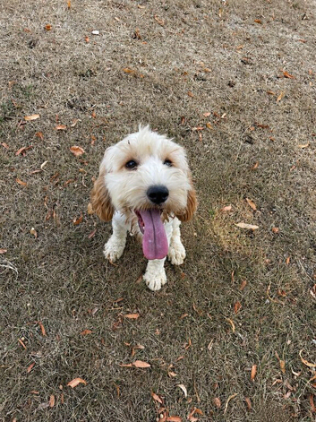 A beautiful cockapoo puppy  for sale