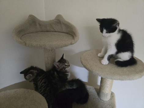 The kittens