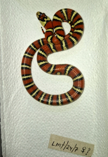 Thayer's King Snake /Variable King Snake