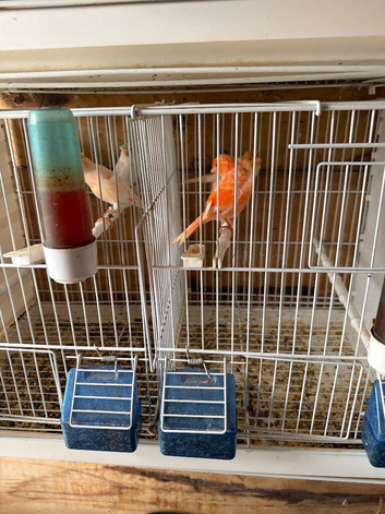 Roller canaries red factors
