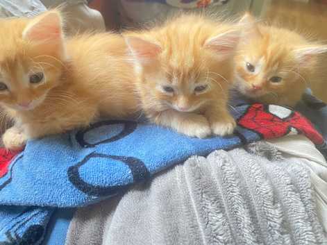 Ginger kittens long hair