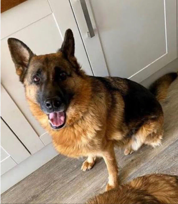 5 yr old gsd