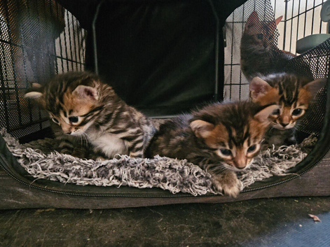 Cashmere and cashmere carrier bengals