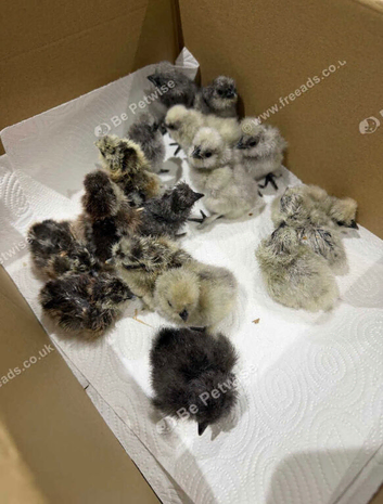 Day old silkie chicks and hatching eggs for sale