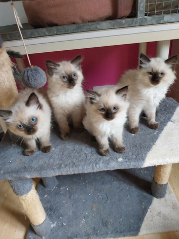 Full Ragdoll kitten