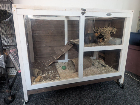Looking for a girly guinea please