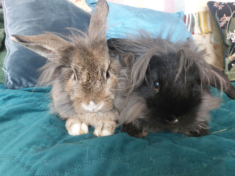 Male lionhead mix breed rabbits
