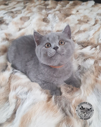 Pure Pedigree BSH Kittens