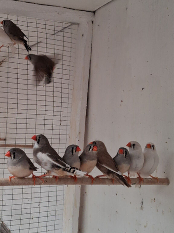 Zebra finches