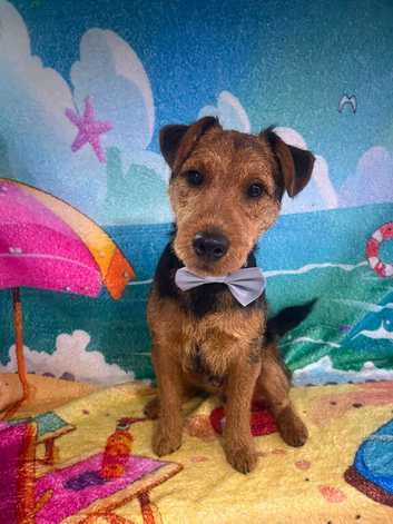 Patterdale terrier