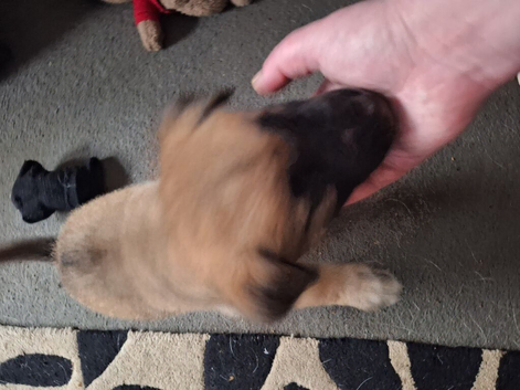 German Shepherd x Akita