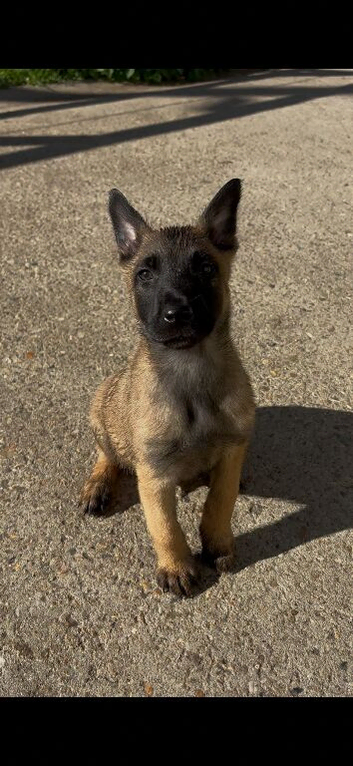 Belgian Malinois puppies