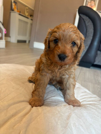 Beautiful Cavapoo Puppies Looking for Loving Homes
