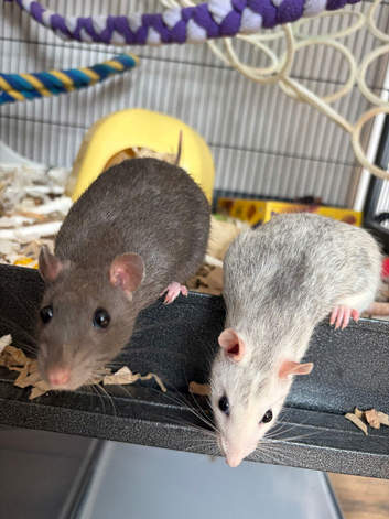 2 female rats