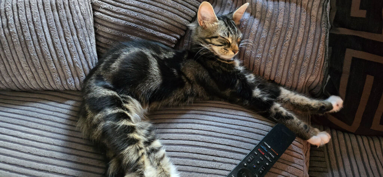 Need rehoming asap female kitten send me a offer