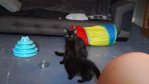 1 Kitten Mischievous little boy Left!