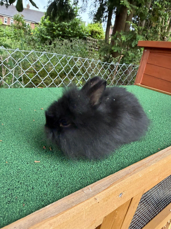 lionheads rabbits