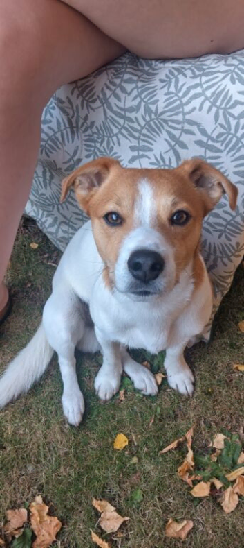 Handsome jack Russell two year old boy