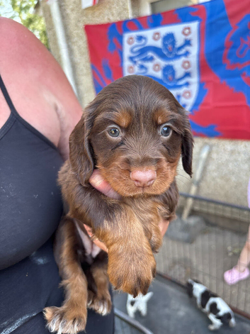 Sprocker puppies ready 16th July