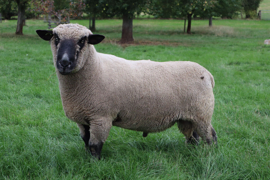 Hampshire Down Tup