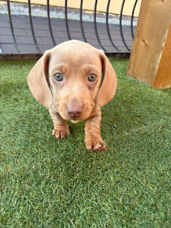 1 female minature dachshund puppy