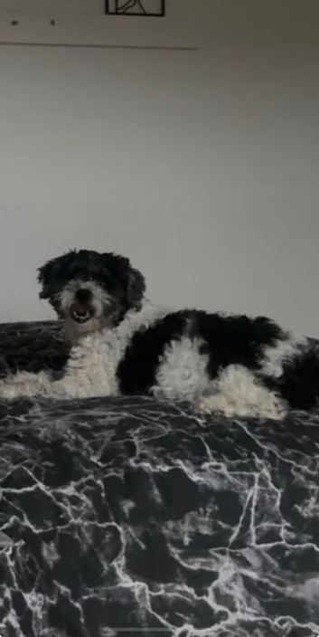 bichon x shit tzu