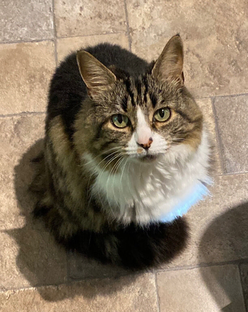Iris - 13 year old long haired Tabby