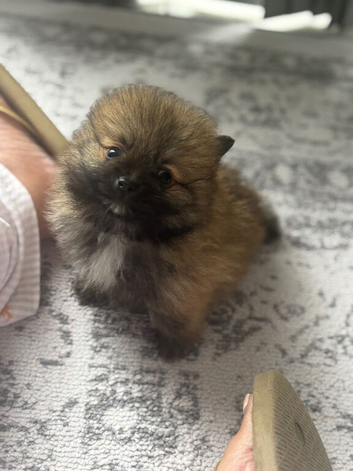 Beautiful Pomeranian puppies