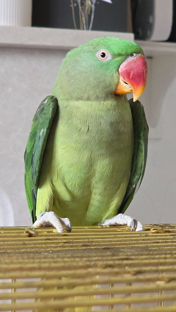 My parrot for sale with cage