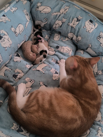 New litter in