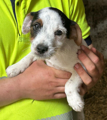 Jack Russell puppies ready for new homes