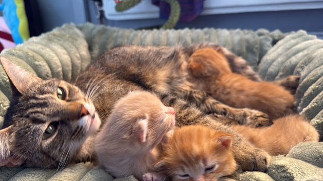 3 kittens