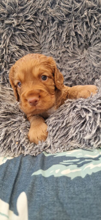 Stunning litter of working cocker spaniels *2 red boys now sold