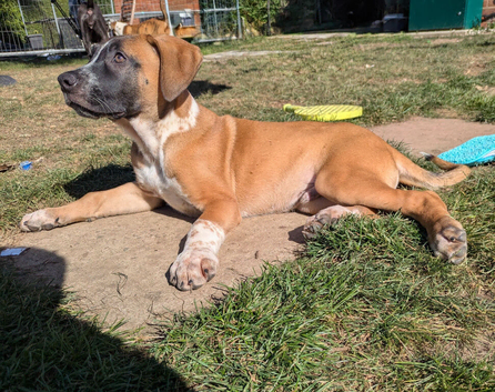 American bulldog x Belgian Malinois pups