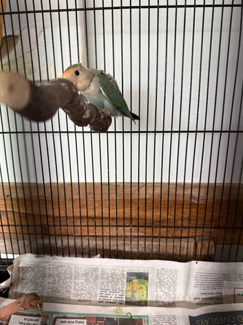 Baby peachfaced lovebird