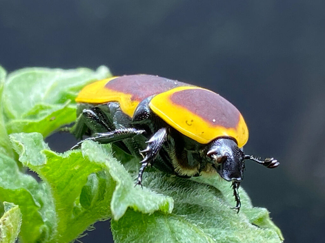 AFRICAN SUN BEETLES