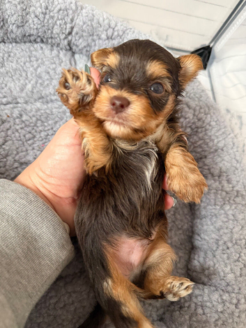 Yorkshire terrier biewer chocolate/ chocolate & tan