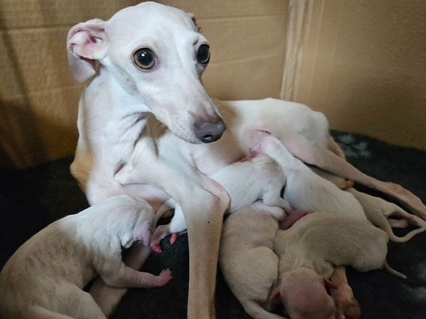 KC Registered Italian Greyhound Puppies