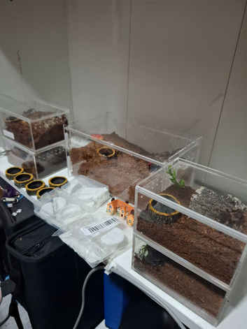 Tarantula bundle slings