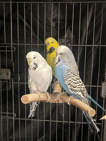 Budgies for sale