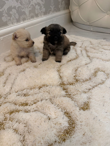 Micro teacup chihuahua n Pomeranian mix