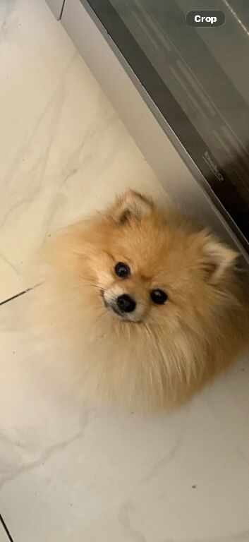 Gorgeous cream boy Louie