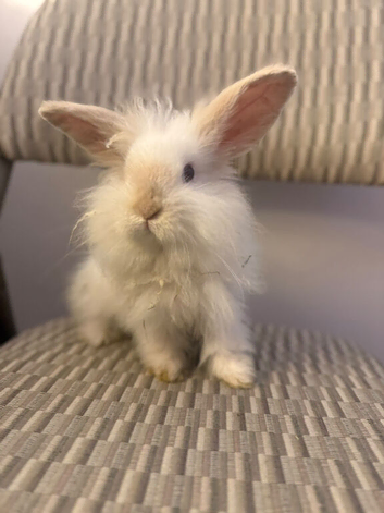 Female Teddywidder Rabbit Looking for a Good Home