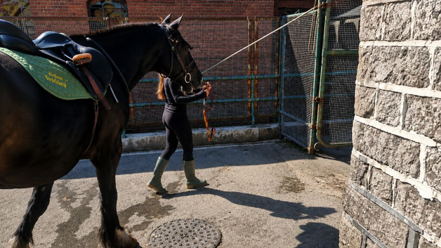 Yard helper/looking after horses!