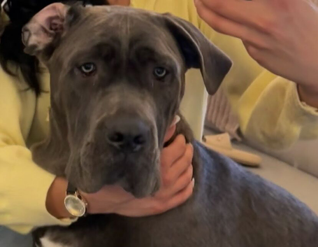 Cane corso puppies