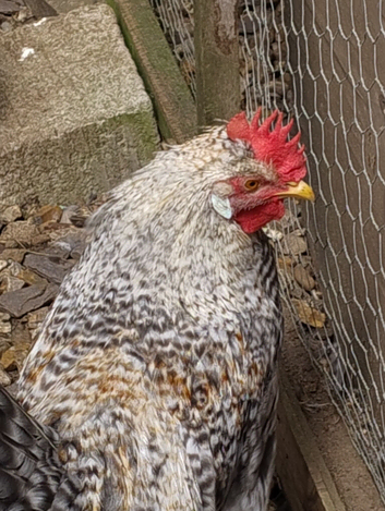 Cream Legbar  Cocks Young Chickens Blue Egg