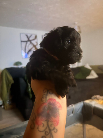 1 Beautiful puppy left