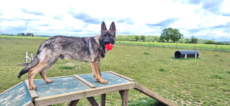 Straight  back German Shepherd