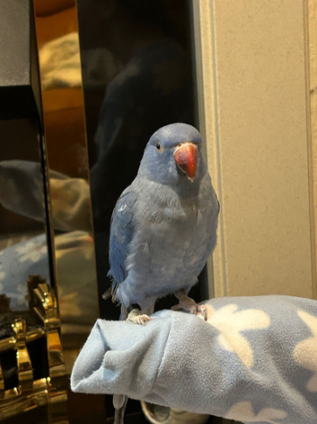 Hiya I'm looking to rehome